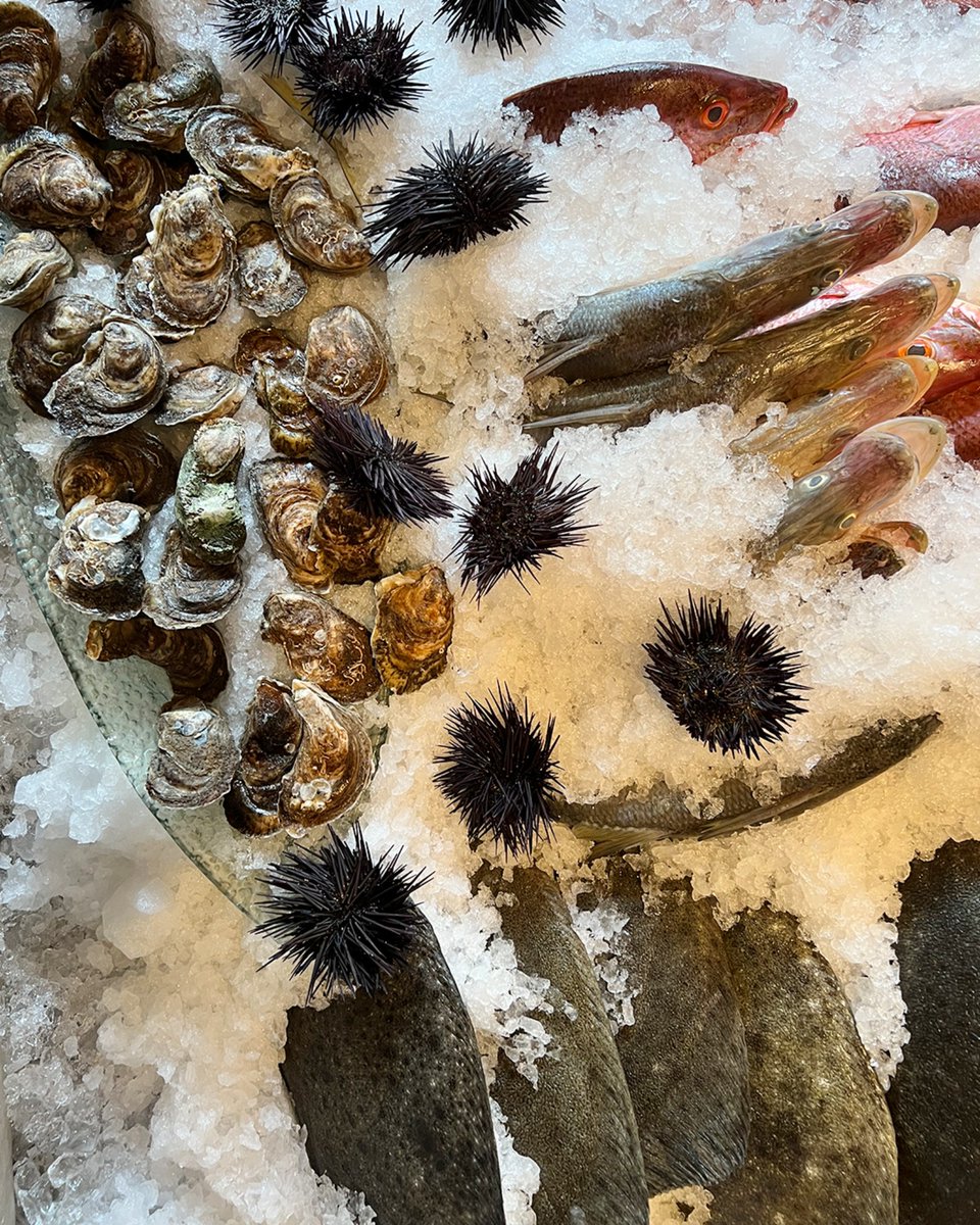 NostosMx's tweet photo. Ostiones, erizos, diferentes variedades de pescados…¿qué tesoros habrá hoy en nuestro #fishdisplay? 🐟
Monte Ahtos 415
Lomas de Chapultepec
#Nostosmx #greekcuisine #foodies #greekrestaurant #seafood https://t.co/w3mtrXrf9g