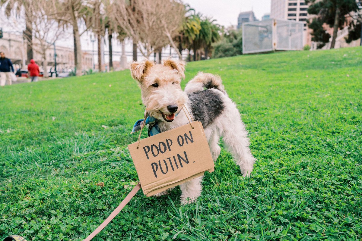 loafthepup's tweet photo. #standwithukraine ๐บ๐ฆโ๐ฝ๐พ
We stood alongside our friends and rallied against the senseless assault on Ukraine. We cannot passively watch as injustice continues. We must not leave them to fight alone. #pooponputin https://t.co/6a2staIuDg