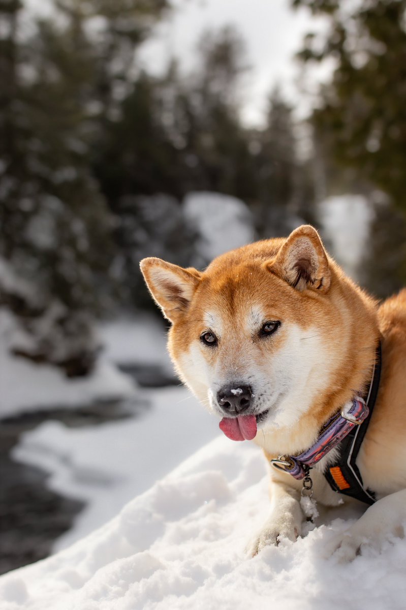 Me to myself: Wow let's take pictures here

Luna: Let's ruin all the pictures 😈

Show me your best/funny photo of your dog 😂

#dogsoftwitter #twitterdogcommunity #twitterdog #dogsofinstagram