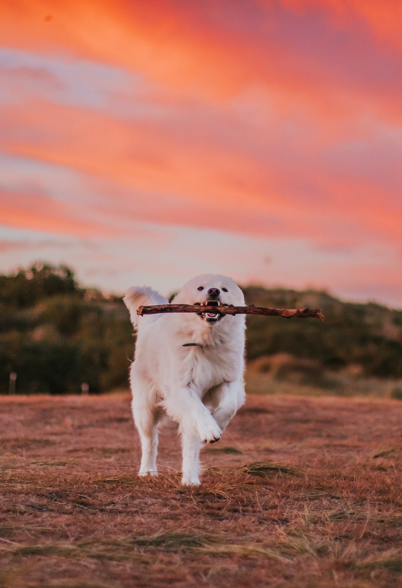 Is it still socially acceptable to whinge about Insta on here or have we all run away completely? #dogsoftwitter #twitterdogcommunity #sunsets