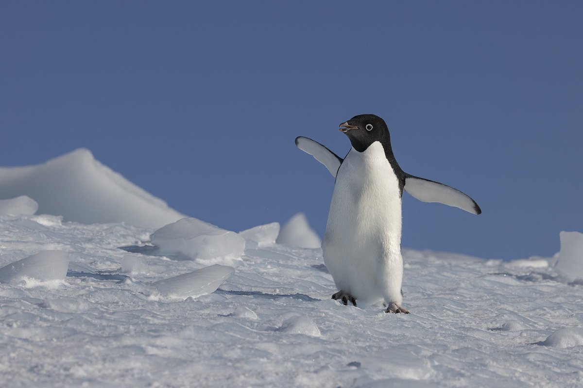 suefloodphotos's tweet photo. A rather perky Adelie penguin on our fabulous @Ponant zodiac cruise near Cape Colbeck, yesterday. Adélie penguins are the most southerly breeding of all the penguin species. #LeCommandant Charcot #Ponant #penguinsofinstagram https://t.co/pJccpvIYVg