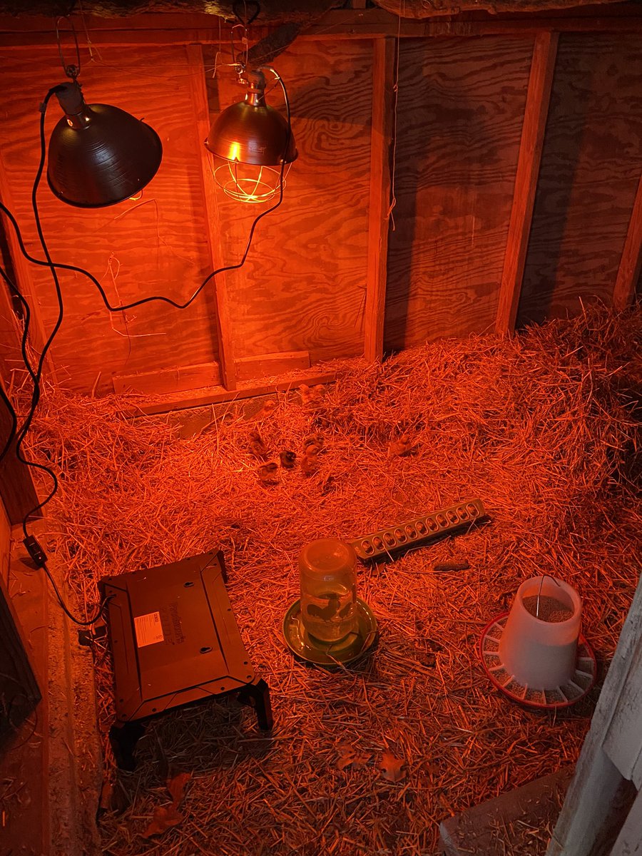 SunsetRidgeOK's tweet photo. We’ve added chickens back into the mix at the homestead! B is loving being “daddy chicken” to his baby birds. #FarmLife #Homestead #ChickenSeason https://t.co/L4FsHItxUs