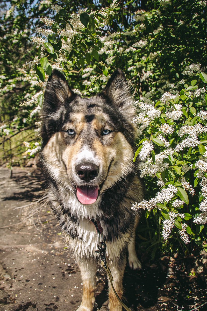 Koda + Bear + Kenai tweet media