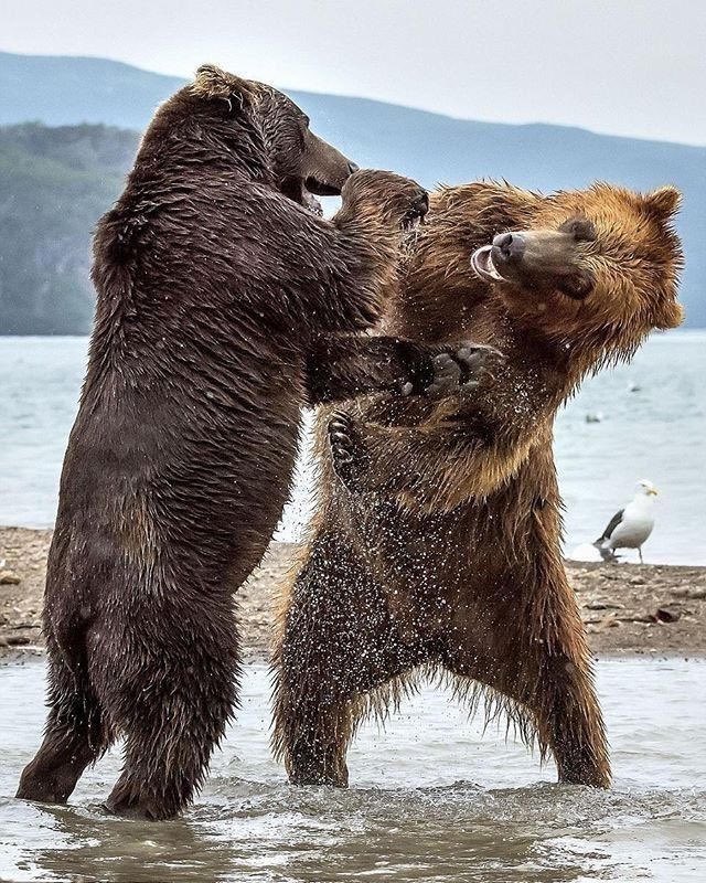 beardomination's tweet photo. 今天也是核平的一天  #早安地球 https://t.co/XHNiWv6i0b