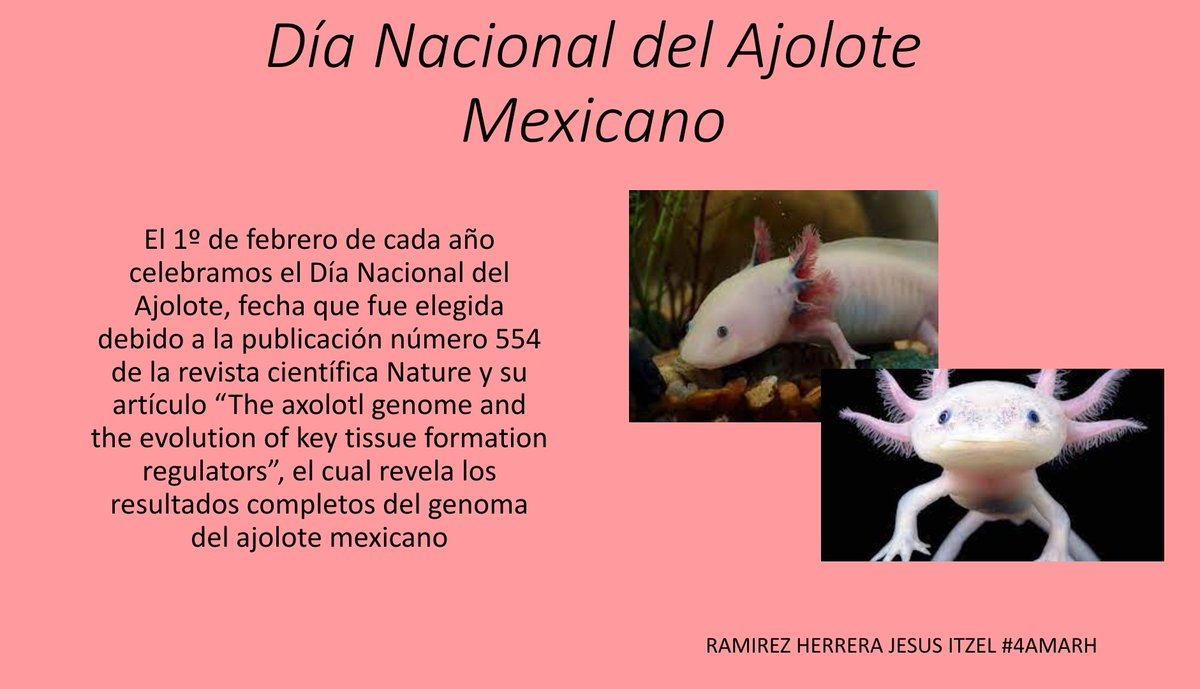 ItzelRa13410888's tweet photo. #4AMARH
1 de Febrero Día Nacional del Ajolote Mexicano https://t.co/HRuozYnjGo