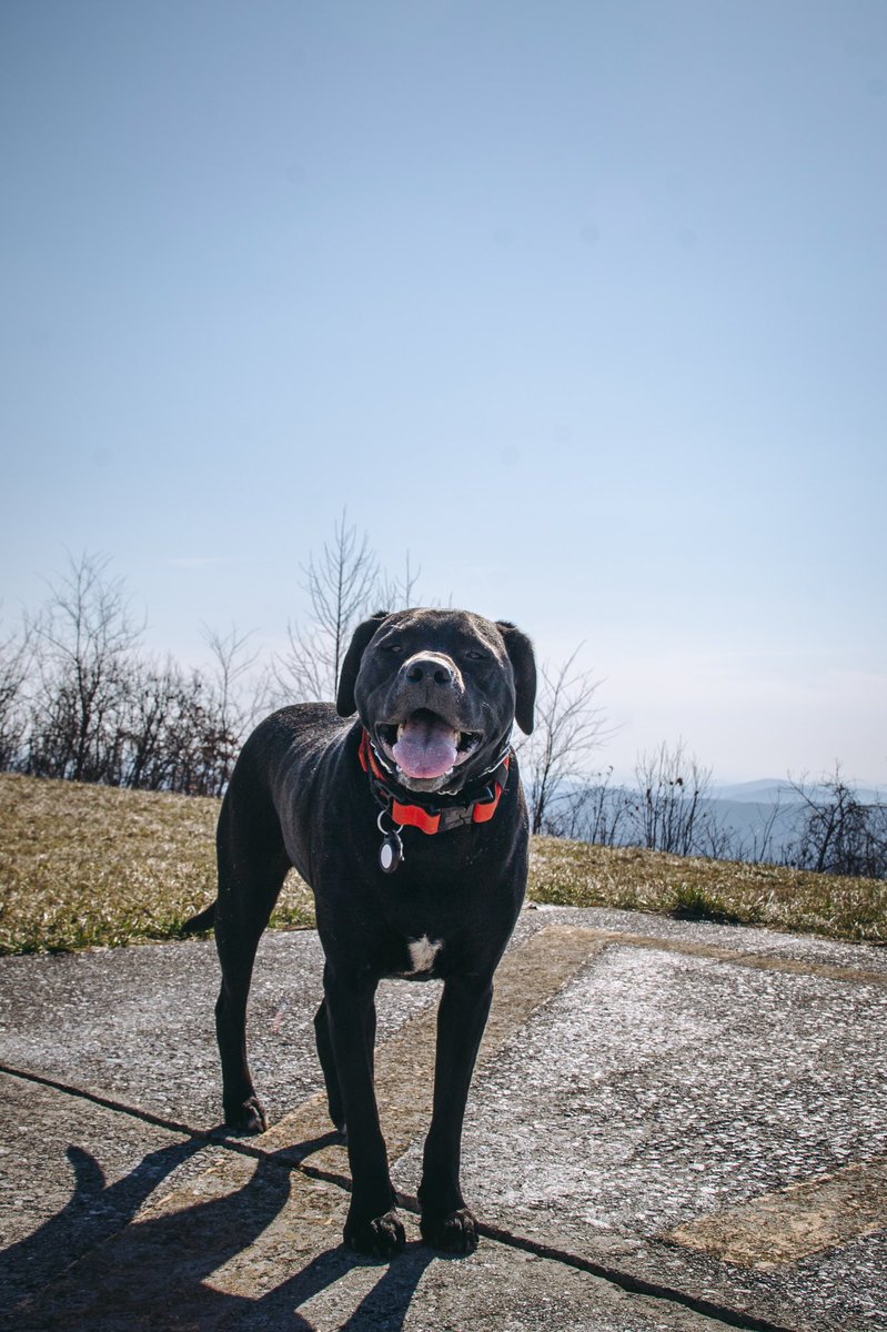 Koda + Bear + Kenai tweet media