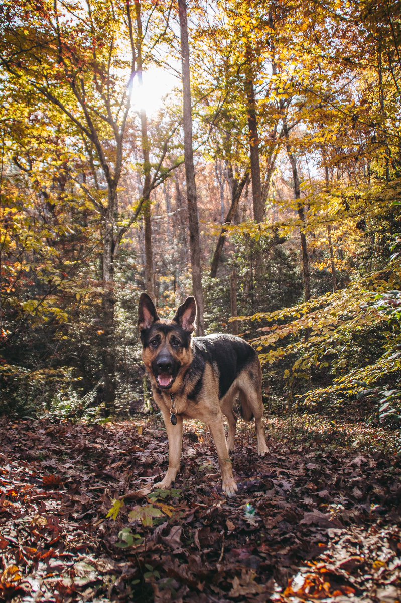 Koda + Bear + Kenai tweet media