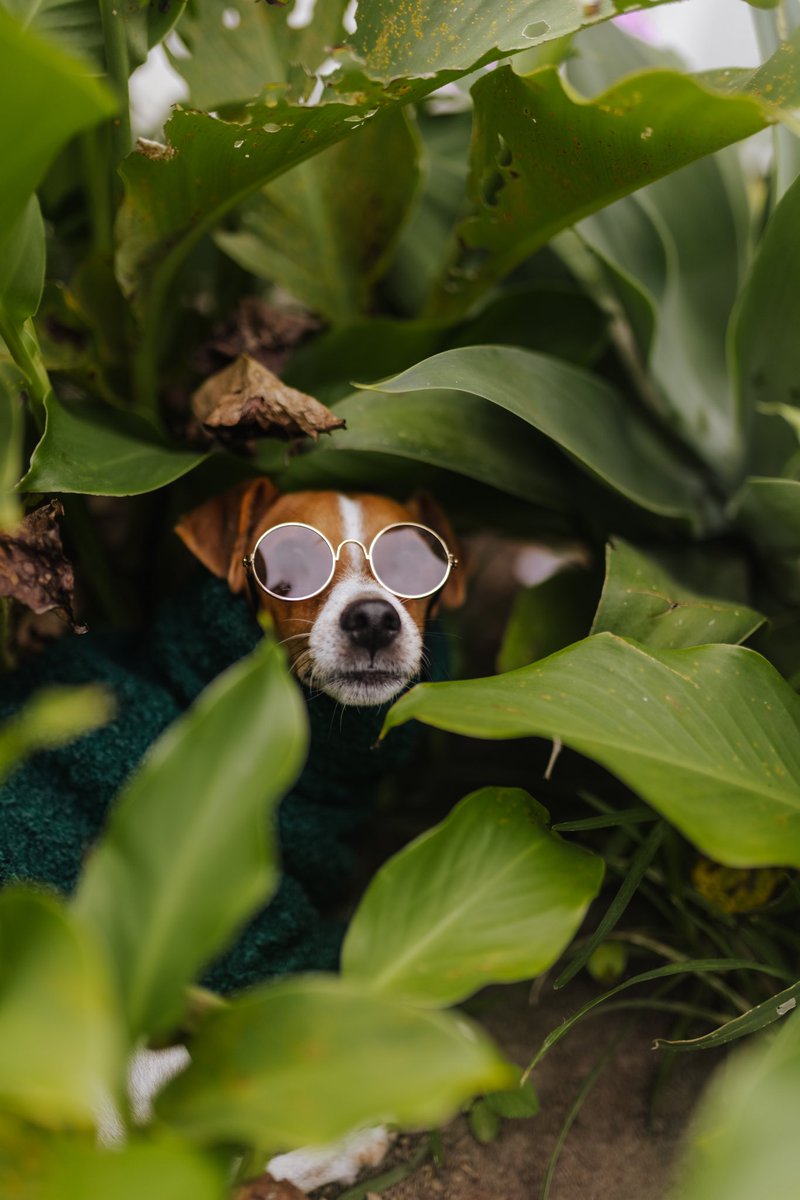 is Instagram really that bad? #twitterdogcommunity