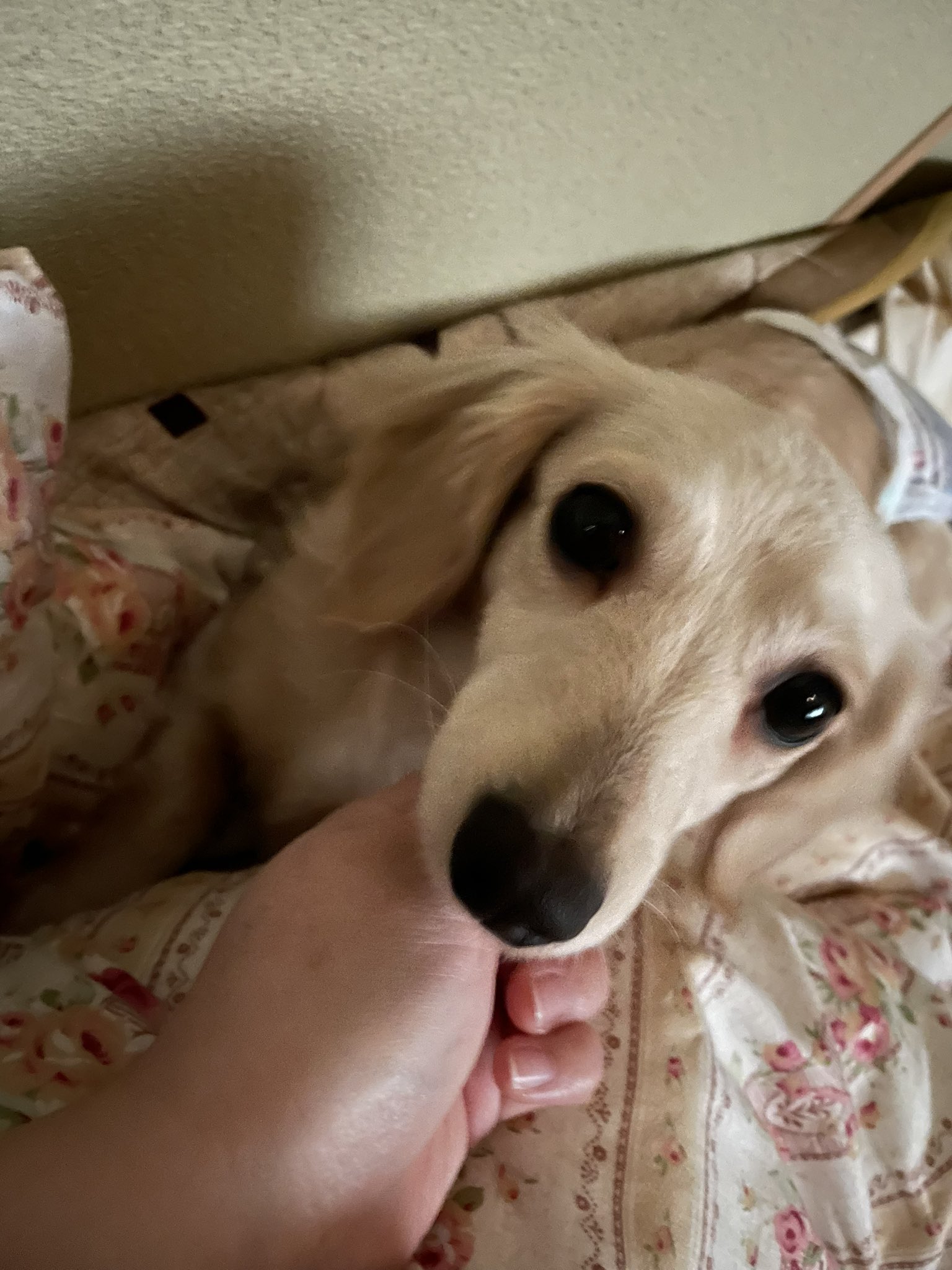 Socks Kai Al Twitter 新メンバーのビスコちゃん 一人で寝るのは寂しいらしく 一緒に寝てあげたらお利口さんで朝まで静かに寝てました やりやすい子 Socks Kai 多頭飼育崩壊 里親募集 預かりボランティア募集 ダックス T Co Dsb4cpxfkk Twitter Socks Kai Al Twitter 新メンバーのビスコちゃん 一人で寝るのは寂しいらしく 一緒に寝てあげたらお利口さんで朝まで静かに寝てました やりやすい子 Socks Kai 多頭飼育崩壊 里親募集 預かりボランティア募集 ダックス T Co Dsb4cpxfkk Twitter