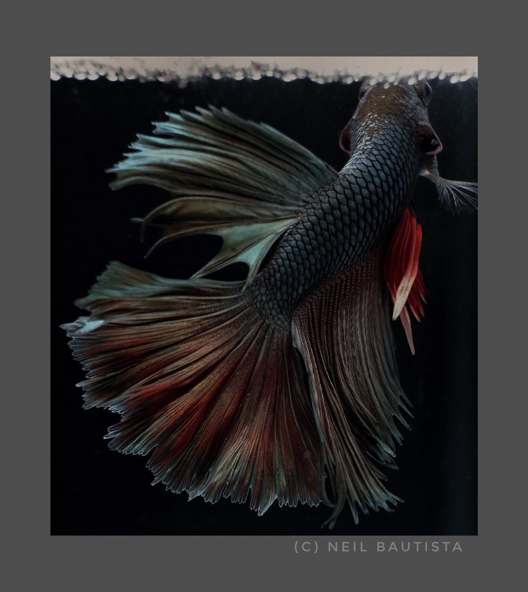NeilBote888's tweet photo. Good Morning #bettafishphoto #bettafishphotography #nftbettafish https://t.co/1P9beG8Bmt