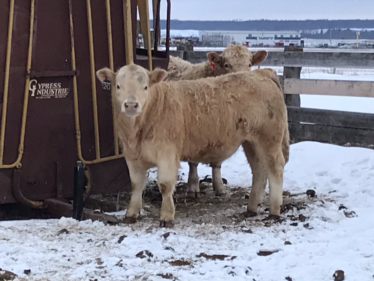 Stach Farms Charolais,Karen Stach tweet media