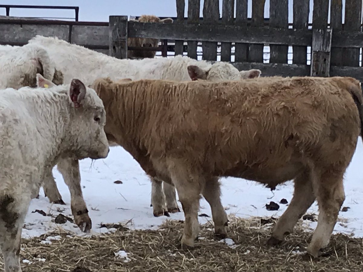 Stach Farms Charolais,Karen Stach tweet media