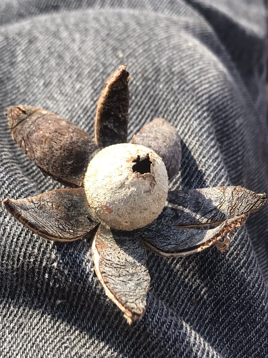boletebill's tweet photo. One of the “barometer Earthstars”, Astraeus morganii, #fungi #ecology #mycology #boletebill https://t.co/PGOUvGrkWY