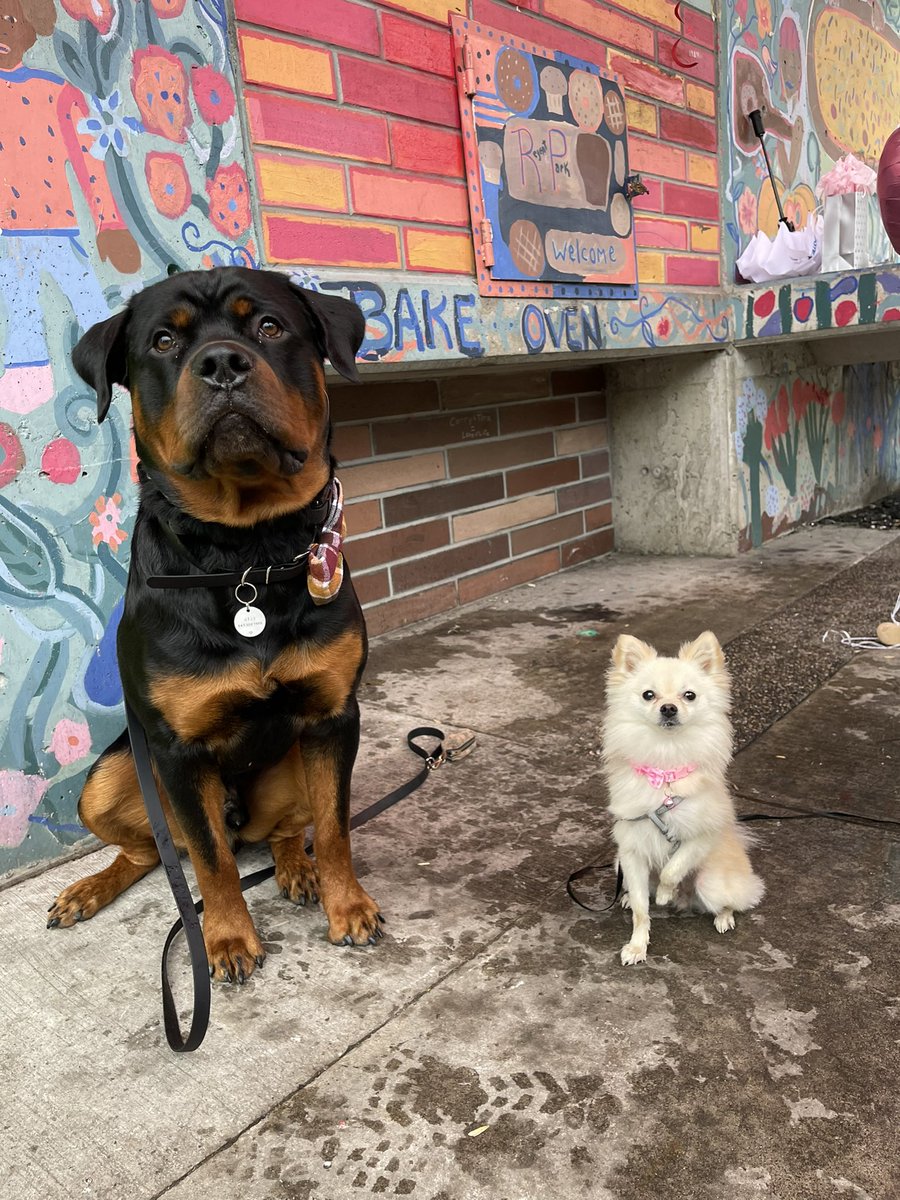 GUYS! Meet my cute best friend Penny. She decided to join Twitter to make new friends. She’s also hilarious and does yoga for us weekly 🙌 🧘‍♂️