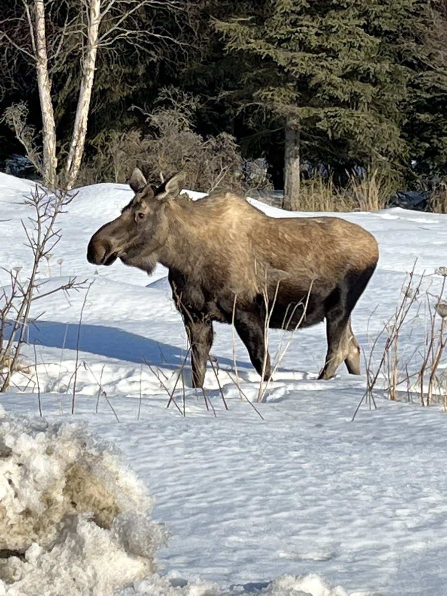 Do you ever get sick of seeing moose every day? Nope, always stop to take pictures.