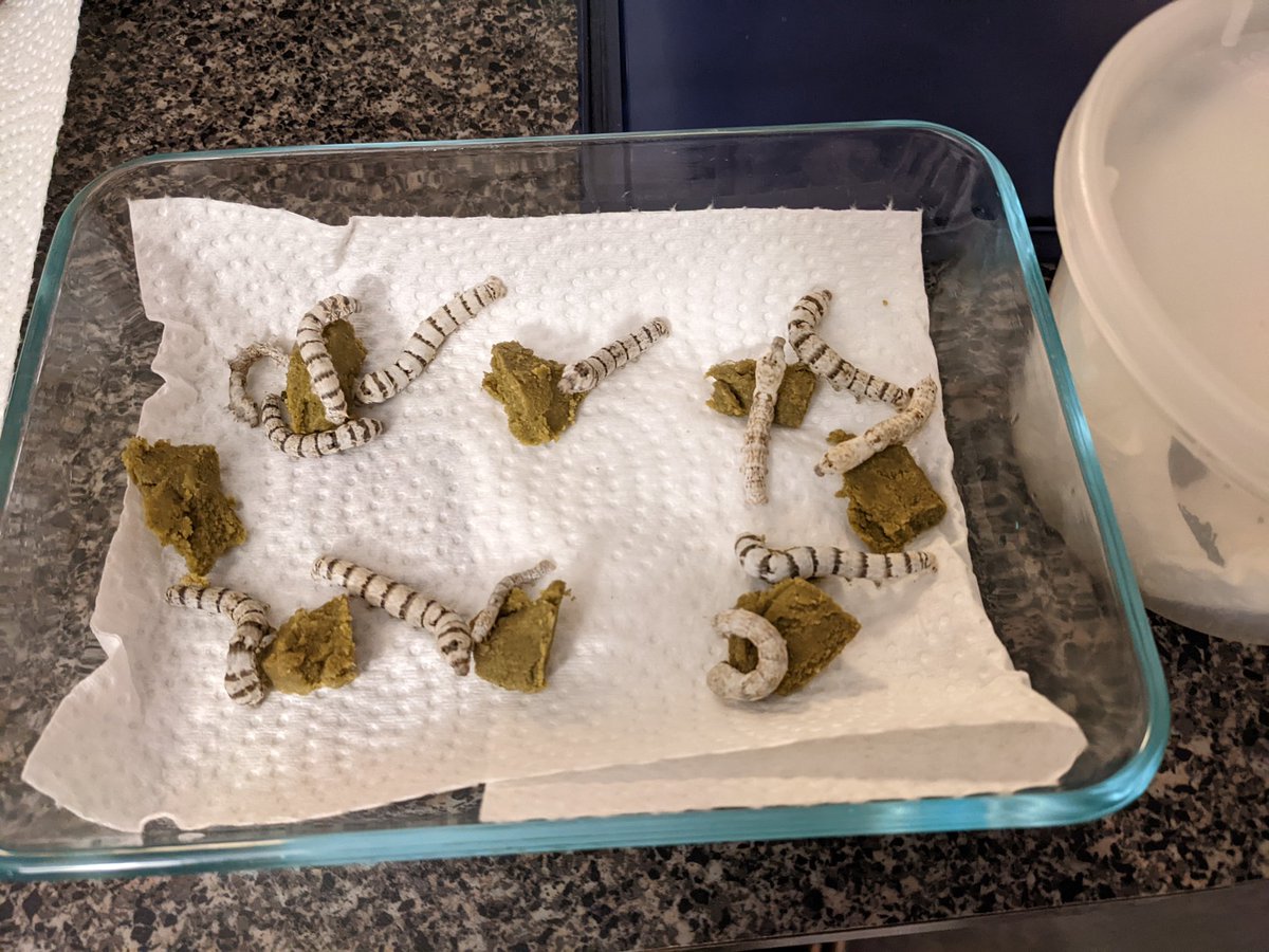 Escher Cattle tweet media