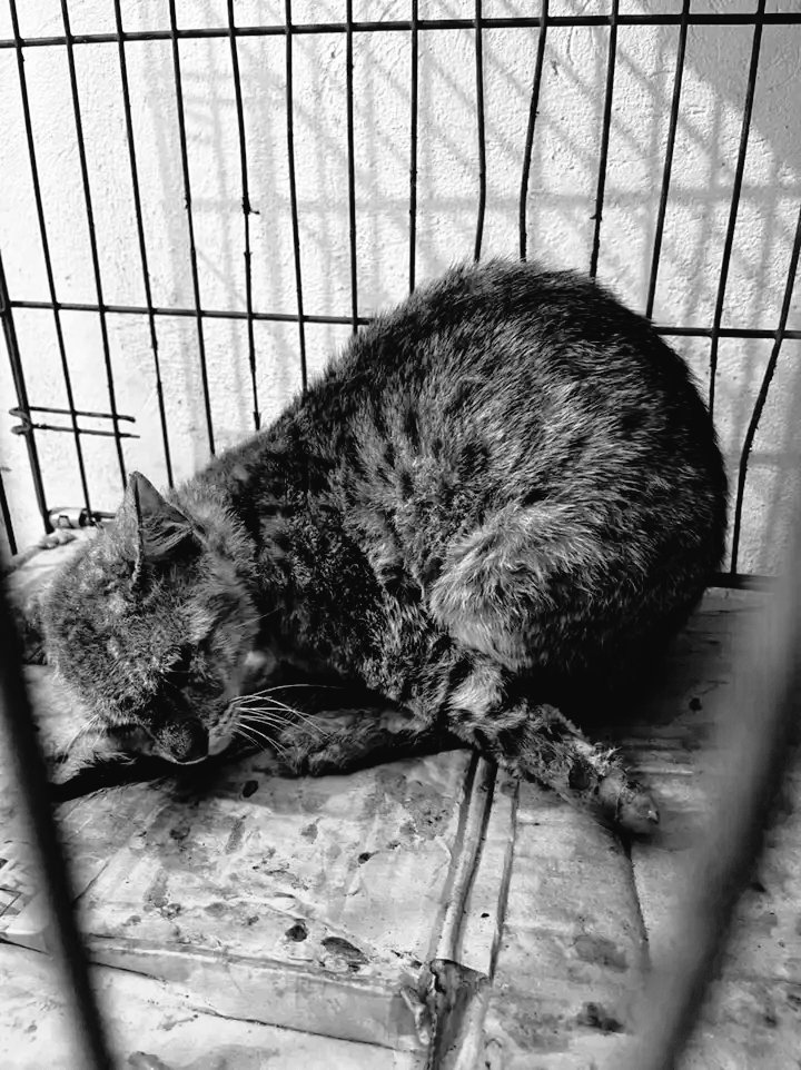 2leggedcat tweet picture