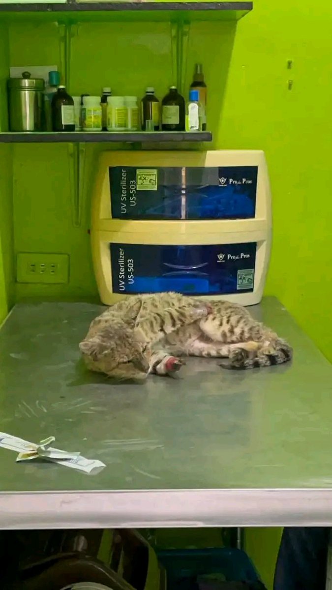 2leggedcat tweet picture