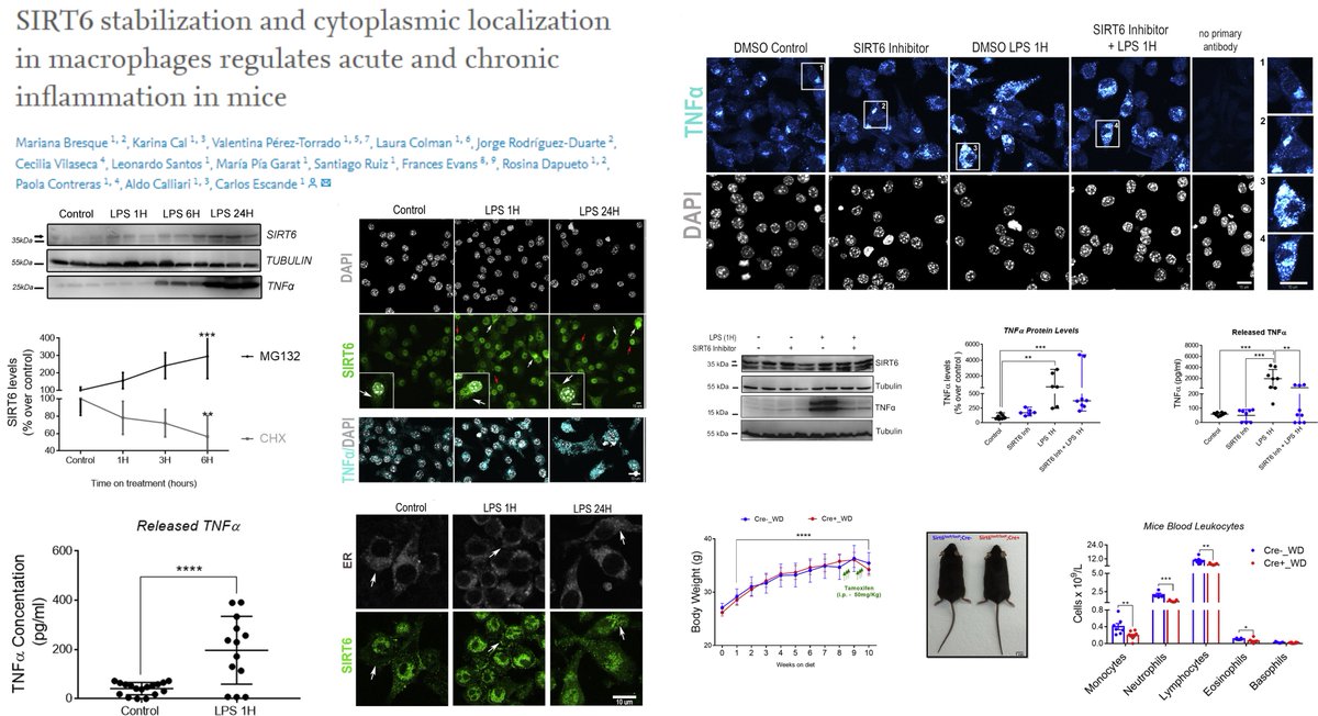 HaoYin20's tweet photo. Pro-Inflammatory Sirt6

LPS-stabilized ER-resident Sirt6⏫TNFɑ secretion in Mφ &amp; fibroblast

Sirt6 KO in Csf1r+ Mφ in🐭with diet-induced #Obesity normalized circulating leukocytes, hyperglycemia &amp; peritoneal TNFɑ

Dr. Carlos Escande lab @jbiolchem 2022
https://t.co/MSMRwylVTO https://t.co/0vBXwNzxOC