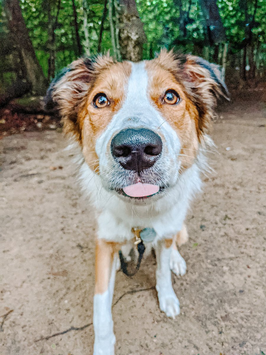 Georgie has entered the chat ✌️ #twitterdogcommunity #dogsoftwitter #dogs