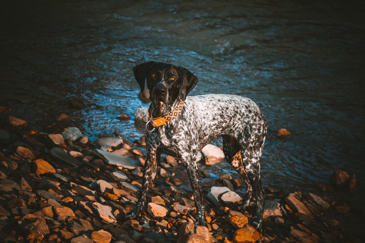 RT if you are officially over winter 🙋‍♀️ #dogsoftwitter #dogsofinstagram #DogsofTwittter #dogs