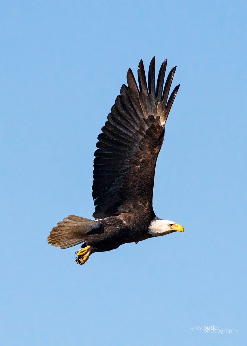 barrybutler9's tweet image. Where Eagles Fly.   Today in Illinois.