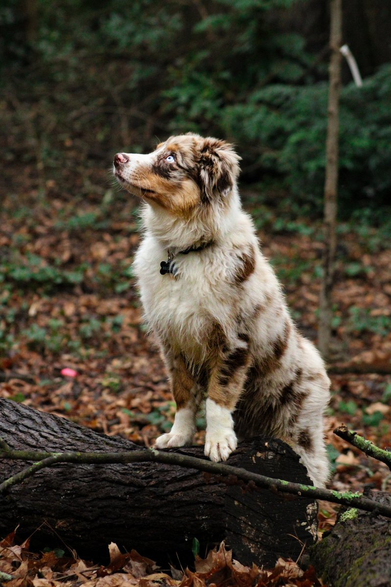 #twitterdogcommunity What is your favorite camera mode is to use when photographing your pups for still or action shots? #dogsoftwitter #australianshepherd