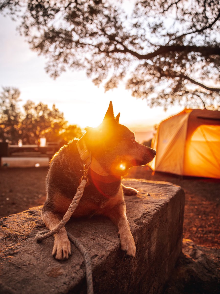 Camping trip is a success! Got to enjoy a beautiful sunset and the outdoors! #rei #dogsoftwitter #twitterdogs #dogs