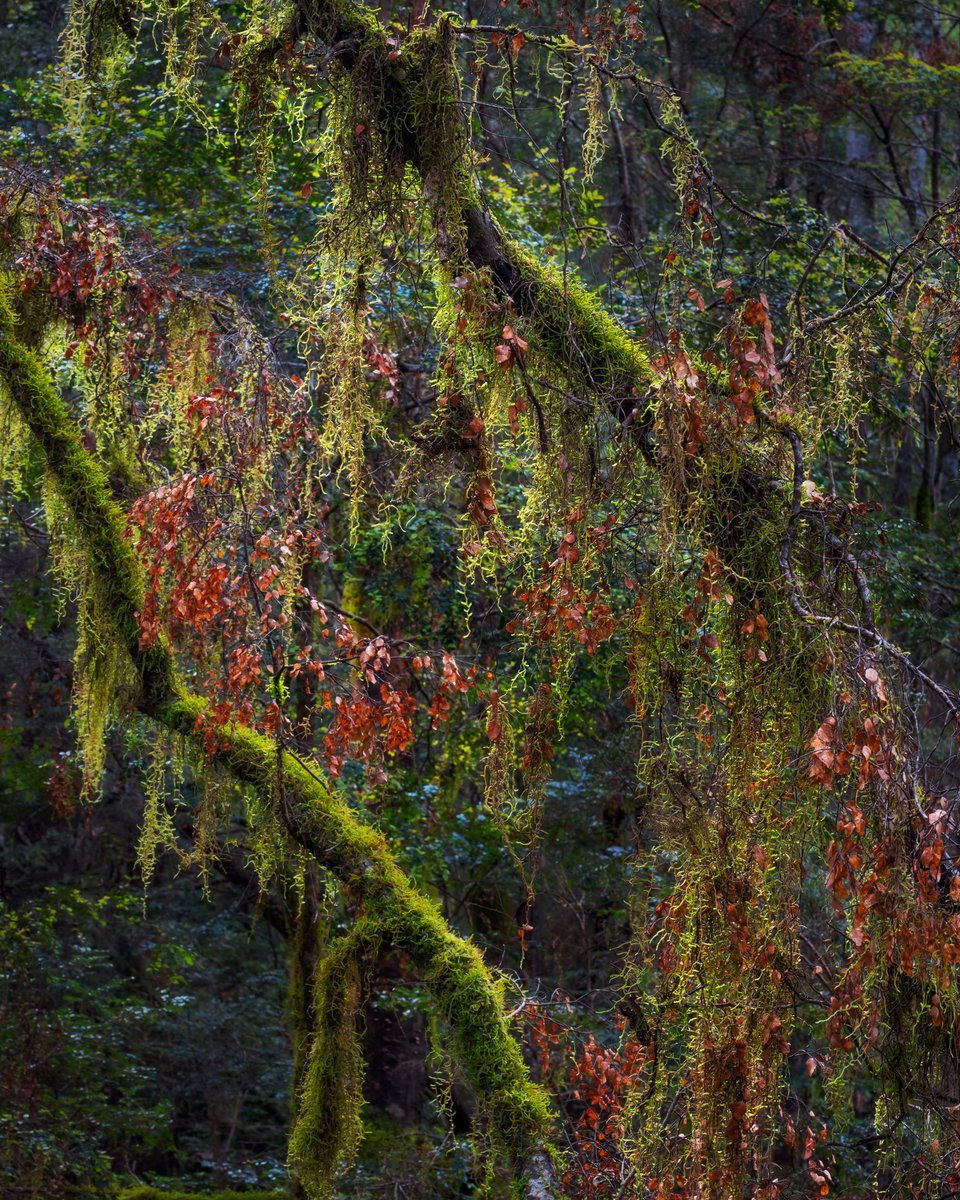 BenjaminMaze1's tweet photo. Announcing the Tarkine Photo Adventure, which I'll be leading alongside @LukeTscharke in October this year! Only 1 position remains - check out the link below for more info and to book your place!*

https://t.co/cwZOSBReaL

*male twin-share available only https://t.co/81H1IigsTJ