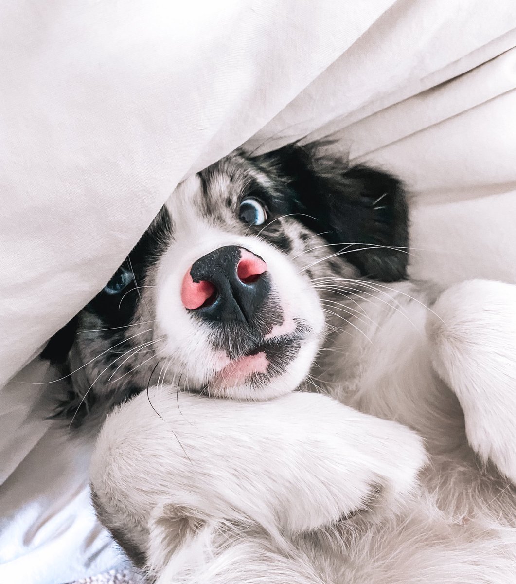 felt cute, probably won’t delete later because this is twitter ✨

#dogsoftwitter #dogtwittercommunity #twitterdogcommunity #doglovers #australianshepherd