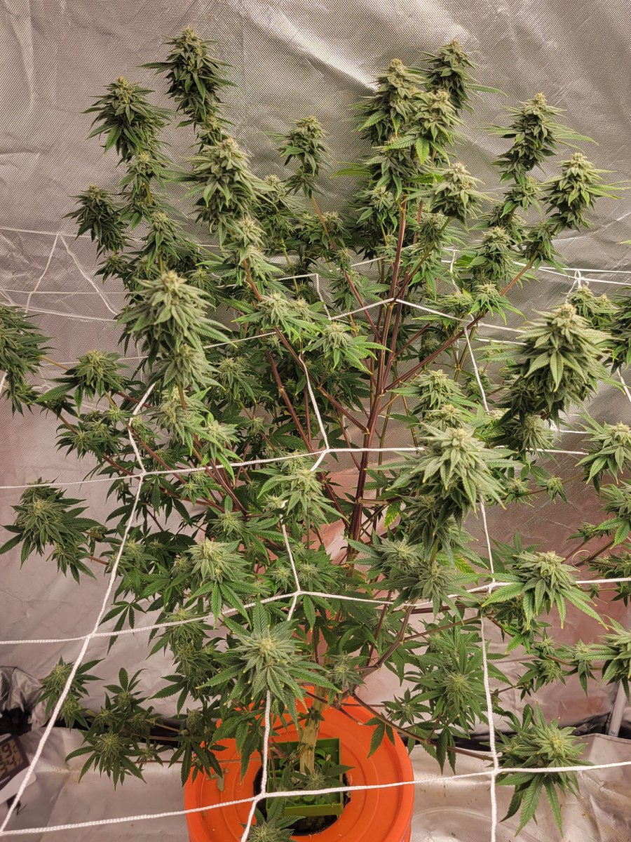 gibby1996's tweet photo. #420life #420community 
#WeedLovers #weedsmokers 
Gelato33 and OG Skywalker
All hydro baby #UkraineRussiaWar 
#PokemonDay https://t.co/NkRXB0CU9E