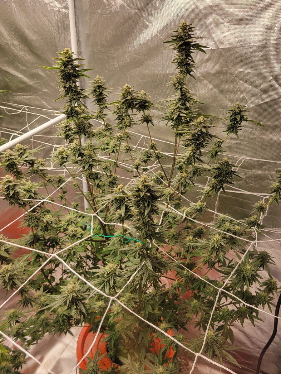 gibby1996's tweet photo. #420life #420community 
#WeedLovers #weedsmokers 
Gelato33 and OG Skywalker
All hydro baby #UkraineRussiaWar 
#PokemonDay https://t.co/NkRXB0CU9E