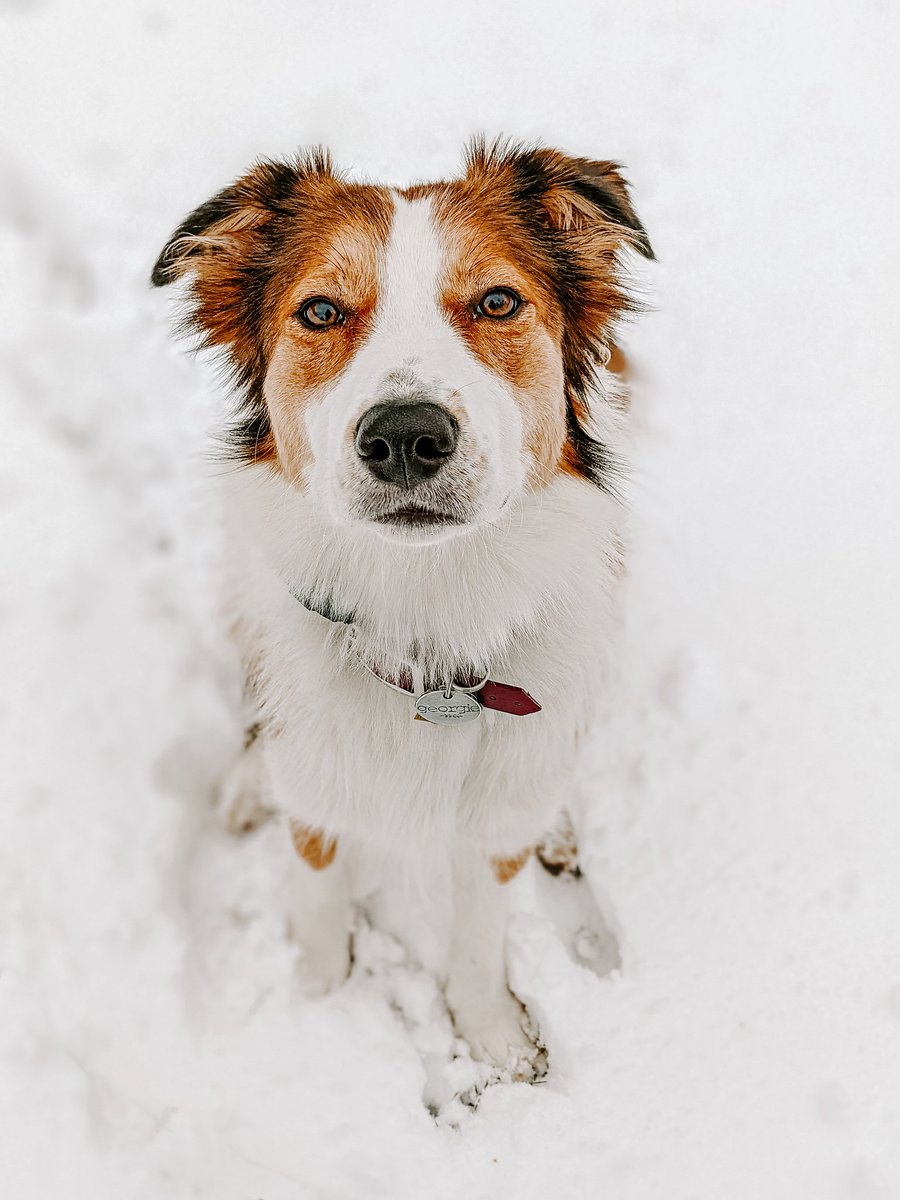 Hi friends! We did it &amp; joined the #twitterdogcommunity. Follow us on Insta: georgiethecollie (5k)

#dogsoftwitter #dogs #snowdog