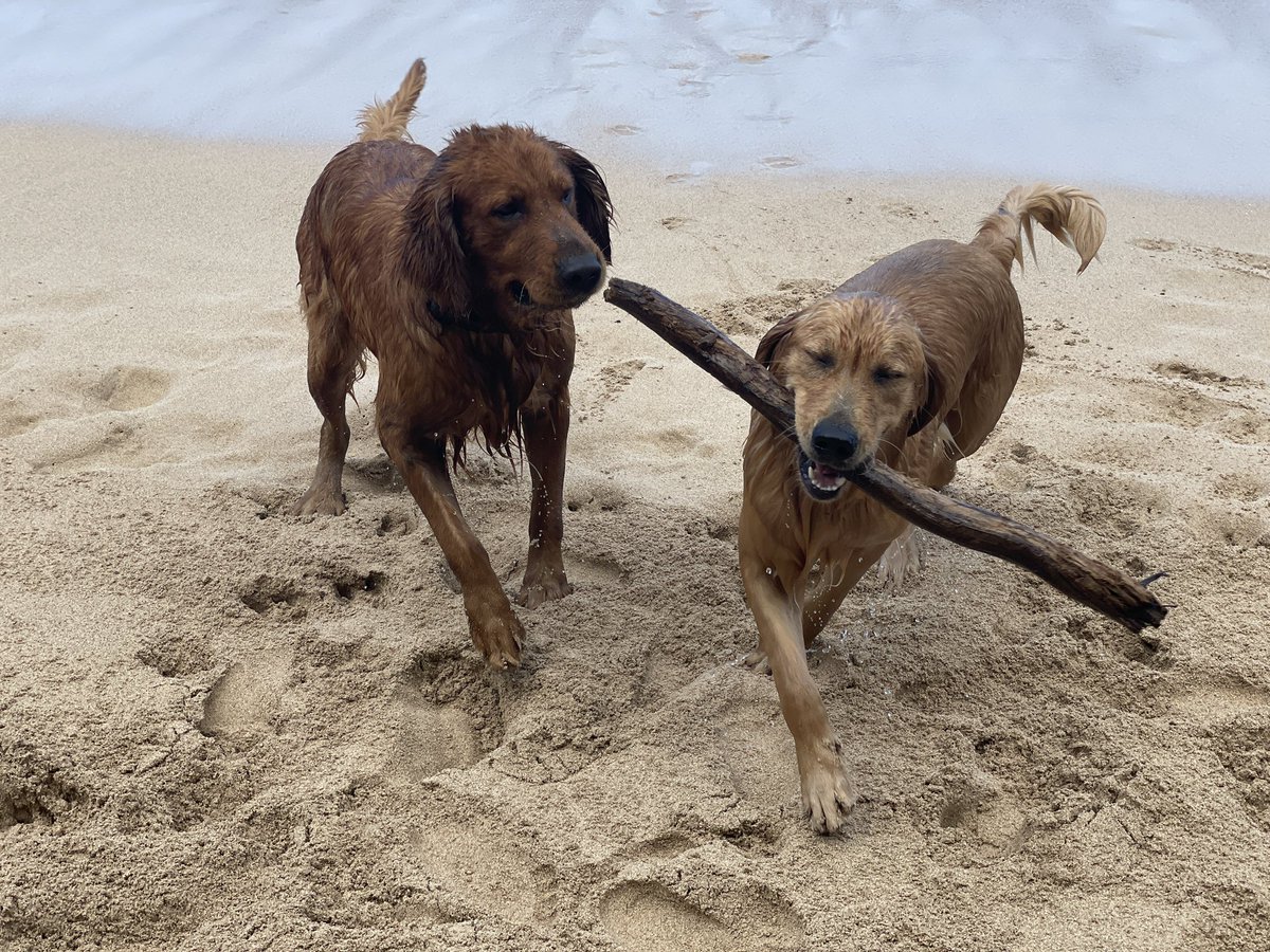 EricCook's tweet photo. Missing #thecookdogs from Hawaii but got my #goldenretriever fix on my morning run. https://t.co/uhqnMLHp8i