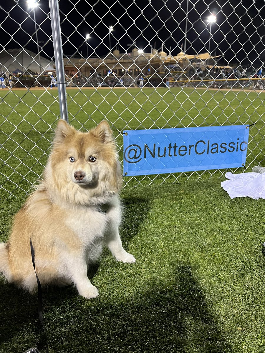 4fastpitch's tweet photo. @NutterClassic Joy is cheering on her Bruins! 💛 🐻 💙 https://t.co/pMokwqZX2P