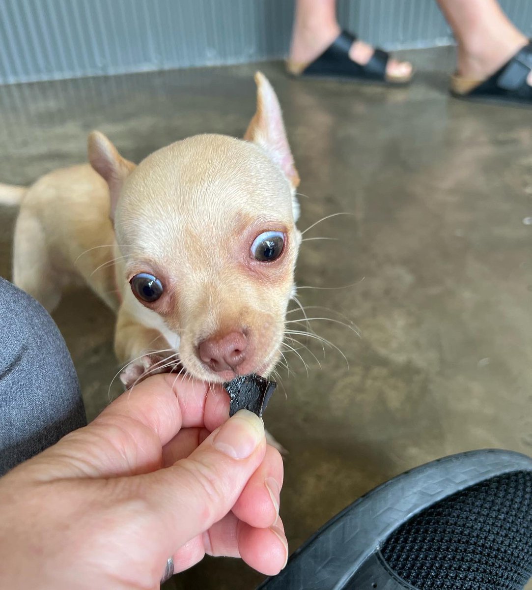 When you gotta choose between the cuddles and the treat ….. 

#petwellness #Puppies #morethanjustavet