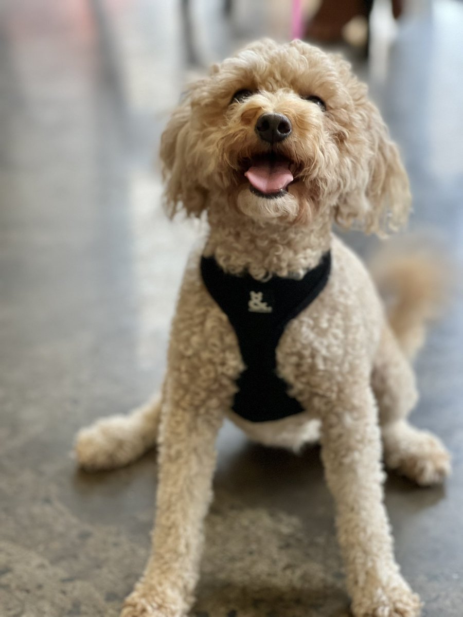 We apologise. We’ve been derelict in our duty. The world NEEDS more puppy pics right now. We will get on it ……