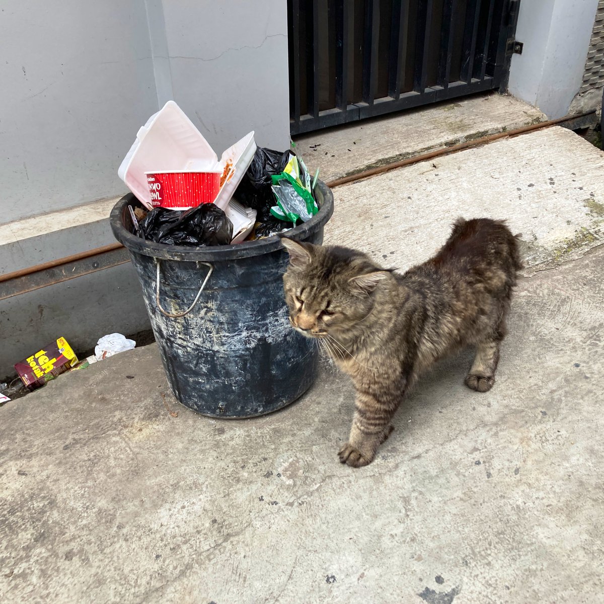 djamtjoek's tweet photo. Kasian amat peranakan Maine Coone ngorek2 tempat sampah. 

Lama2 wa nemu Persia/ Sphinx/ Munchkin/ Scottish Fold/ Ragdoll juga nih di jalan mengais2 makanan. https://t.co/fwKkh6ypFi