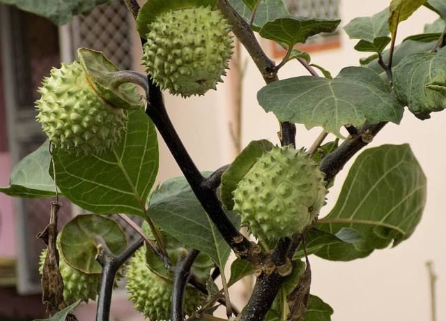 NdoroTedjo's tweet photo. Dulu jaman SMA ada temen yg makan buah Rambutan jenis ini, terus abis gitu dia jalan muterin meja makan sambil ngomong "LABAIKALLAH HUMMA LABAIIIIKKKKKK" terus. 🤣

Rambutan yg meresahkan. https://t.co/3pTTsNKIVC