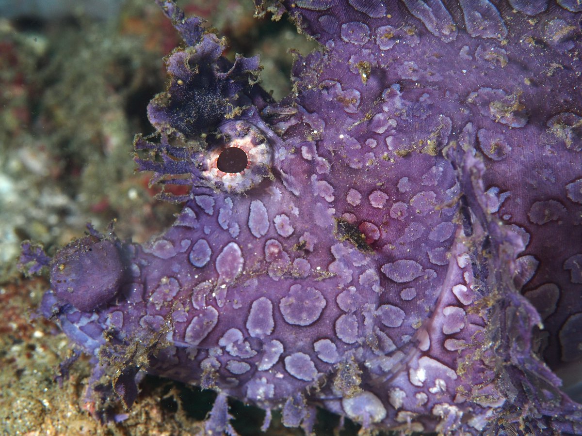 advonline's tweet photo. The weedy scorpionfish is such a treat to observe. Its body covered in spiny tentacles. This one was spotted in Ambon Bay, Maluku.

#rhinopias #rhinopiasfrondosa #ambon #scubadiving https://t.co/zBQFiJhQQC