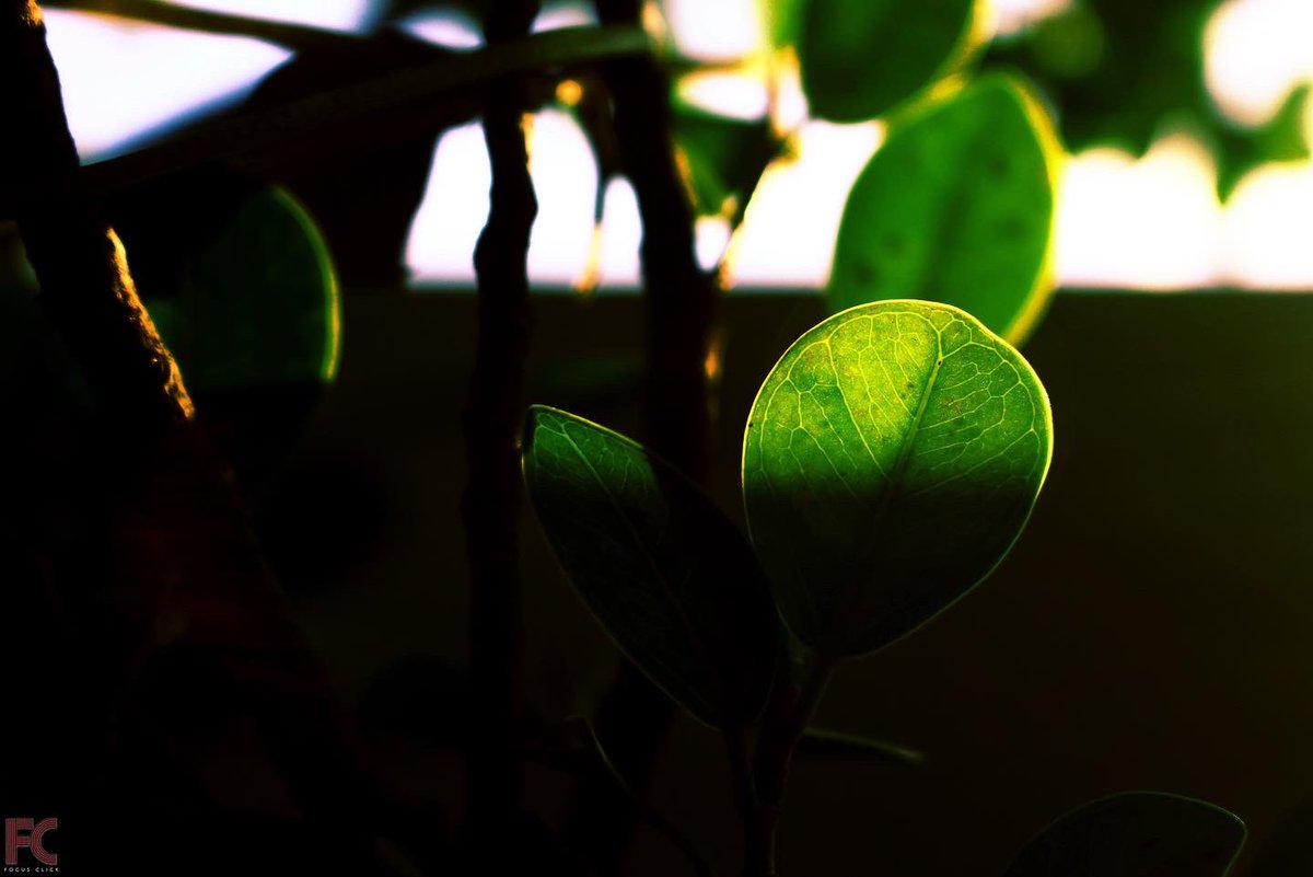 FocusClick_'s tweet photo. Rejoice in the sunlight ☀️
Name - Sweet Sunlight 🔆
Photograph By - @iamparas_jain
#focusclick #beautiful #nature #photography #goldenhour https://t.co/UWJT0iWTI2