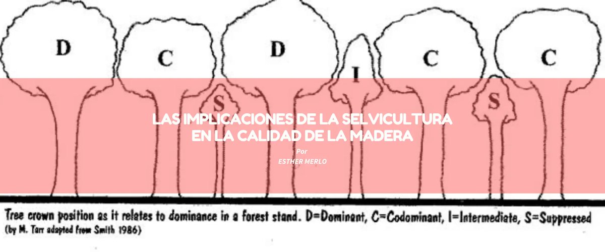 📰 Estamos en el aire con el segundo artículo de nuestra CEO como corresponsal del blog <a href="/Maderayconstruc/">Maderayconstruccion</a> de <a href="/GrupoFinsa/">Finsa</a>.
Las implicaciones de la selvicultura en la calidad de la #madera.
👉 buff.ly/3553tsV
#ElasXeranSector #Galiciaémadeira
✔️O futuro é de madeira.