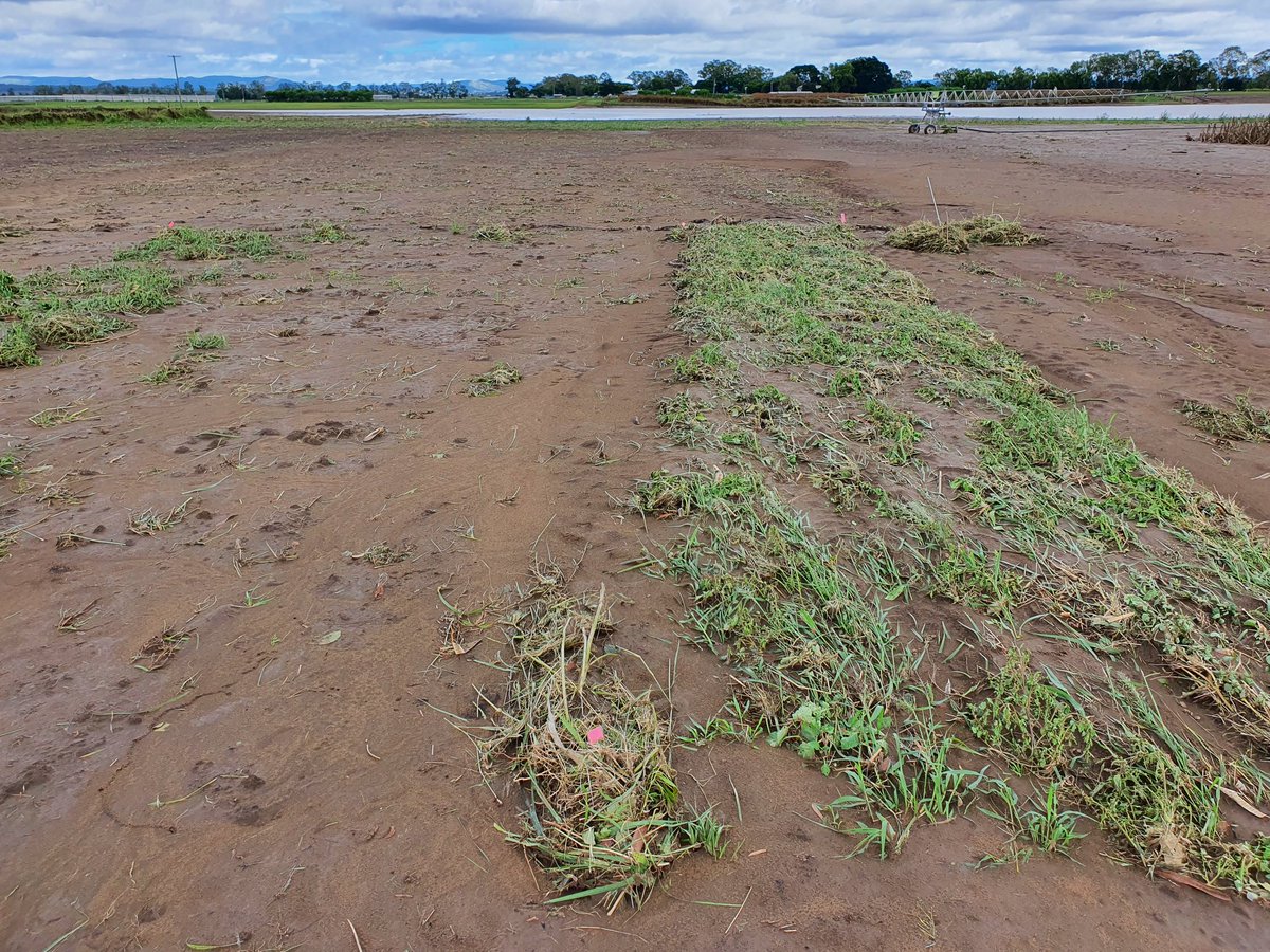 Even after 1m of flood water running across site you can pick the untreated controls in fallow knockdown site.  Amazing what soil a few weeds have held ! <a href="/kalyx_australia/">Eurofins Kalyx</a>