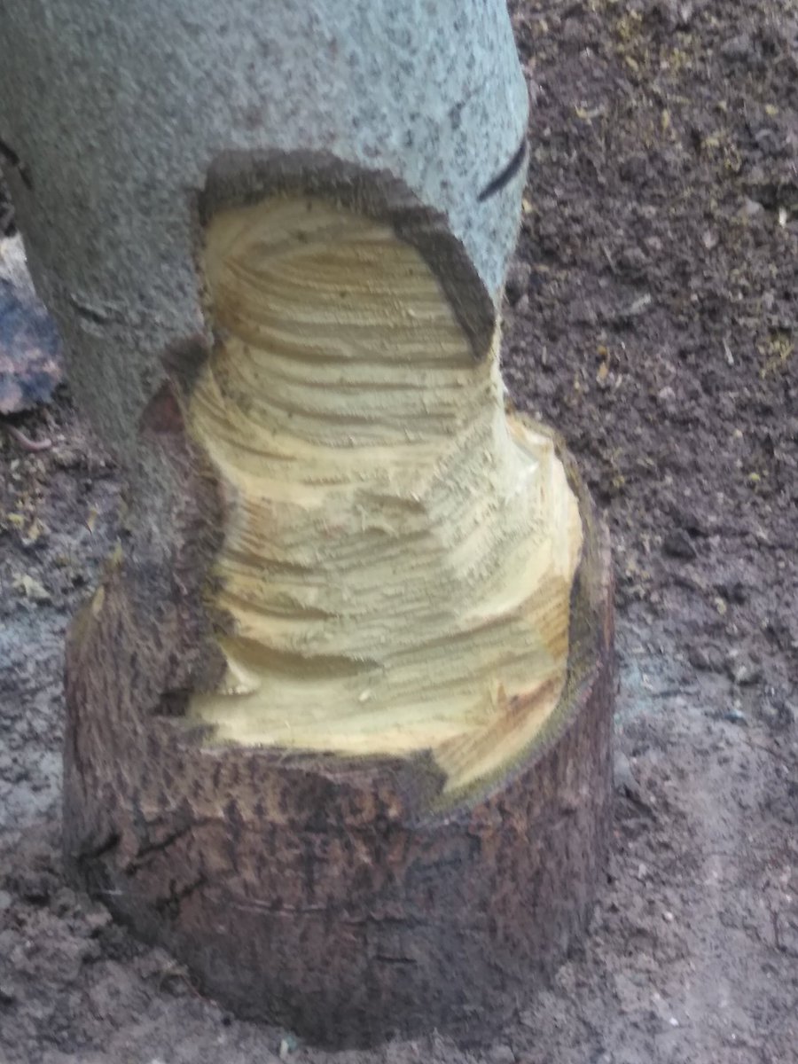 Geçen yıl ceviz ağacımız mantar olmuş.