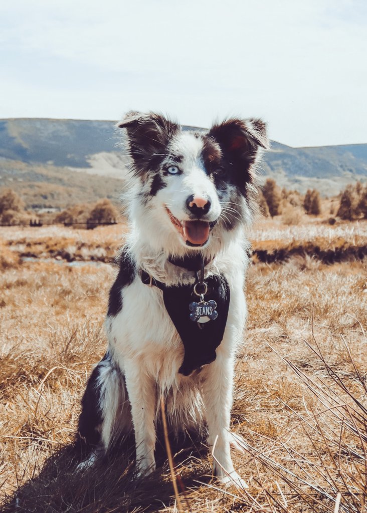 Feel free to drop your photos in the comments so other #twitterdogs can find you! Share the love and find new friends! ❤️

#Dog #doge #twitterdogcommunity #dogsoftwitter #dogsofinstagram #dogsarethebest