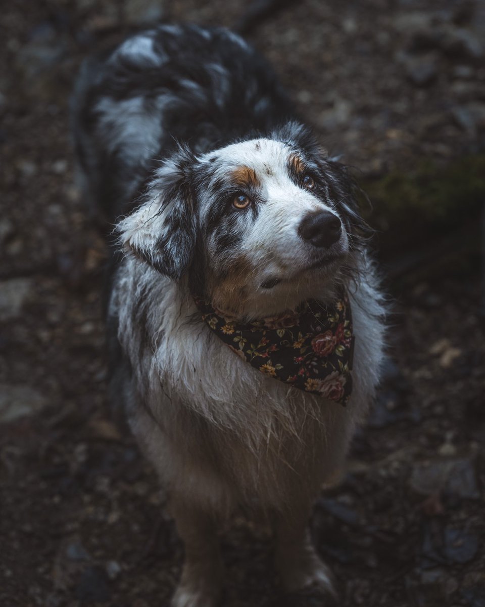 Aussiekko tweet media