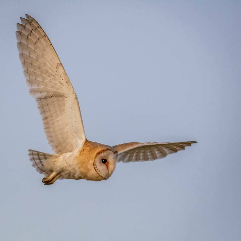 Go on then! I can’t resist …
Barn owl, East Lancashire 

@BBCSpringwatch #BBCWildlifePOTD #appicoftheweek #nature_brilliance #naturephotography #nature_perfection #wildlife-photography @rspb_love_nature @wildlifemagazine  #birdphotography #birdsofinsta… instagr.am/p/Cag4gKjKwSs/