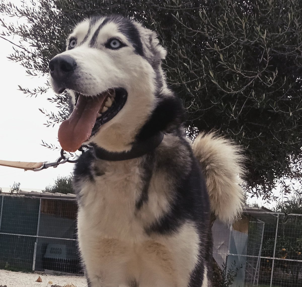 FChaniwn's tweet photo. Όλαφ!❤️ Ήμασταν σίγουροι ότι βρήκε επιτέλους τον άνθρωπό του, όμως η υιοθεσία του ακυρώθηκε, καθώς τελευταία στιγμή οι άνθρωποι που πέρασαν πολύ χρόνο μαζί του προτίμησαν κάποιο κουτάβι. Έτσι το καλό μας το παιδί παραμένει σε φιλοξενία με αμοιβή με τις ελπίδες μας να λιγοστεύουν. https://t.co/ywo0HlHCG2