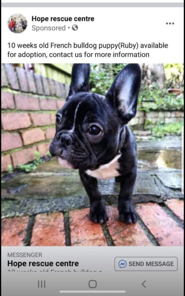We support the  
#StopOnlineScams campaign. Recently, a scammer set up a fake Hope Rescue profile selling non-existent rescue puppies using sponsored adverts to scam puppy buyers out of £1,000. We reported to @Meta but were told it was not a community standards violation.