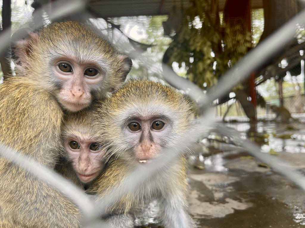 Kalumbila, George II and Moyo, growing healthy with other rescued orphans from the illegal trade in Zambia. Donate today and support the Zambian primates gofundme.com/f/help-zambian… 💚